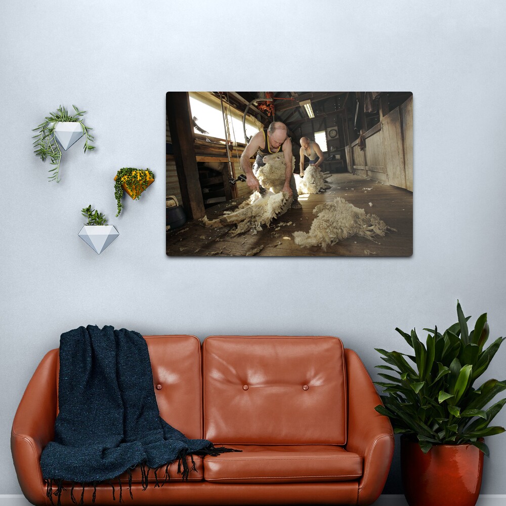 Shearing, Tooborac, Victoria, Australia Metal Print