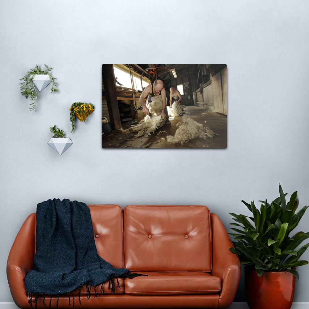 Shearing, Tooborac, Victoria, Australia Metal Print