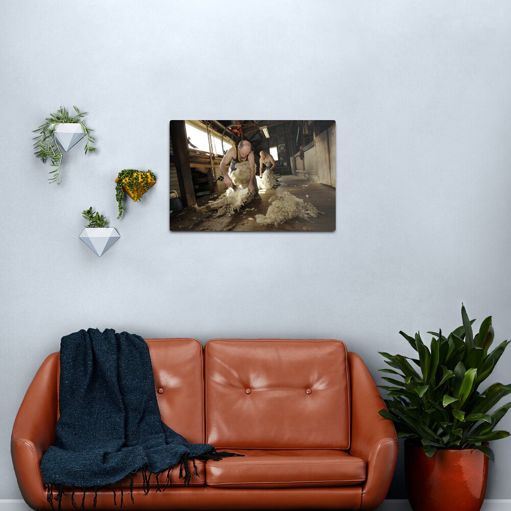 Shearing, Tooborac, Victoria, Australia Metal Print
