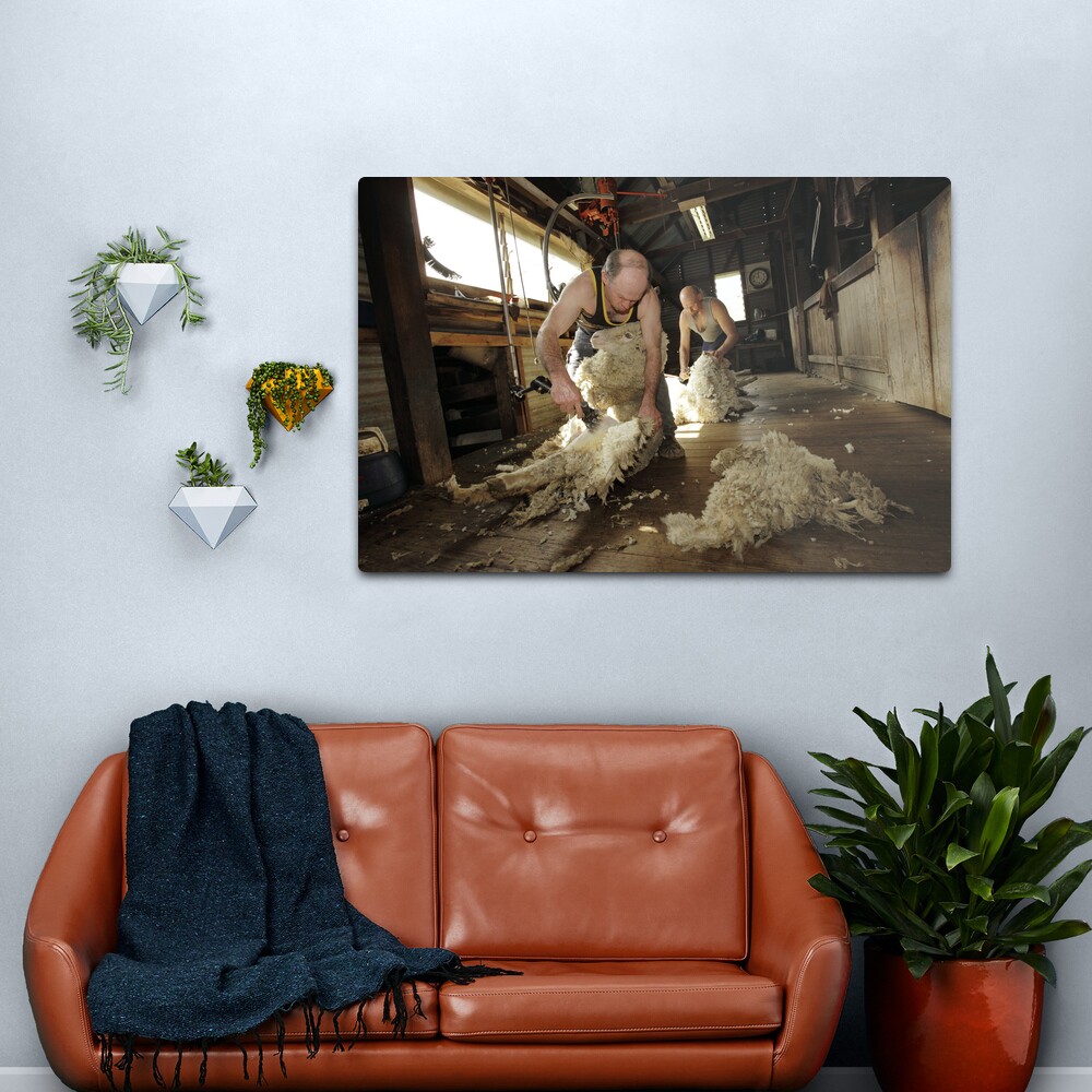 Shearing, Tooborac, Victoria, Australia Metal Print