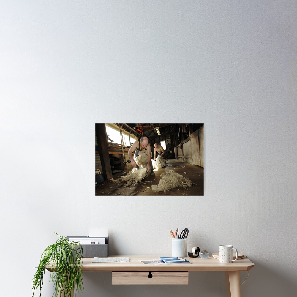 Shearing, Tooborac, Victoria, Australia Poster
