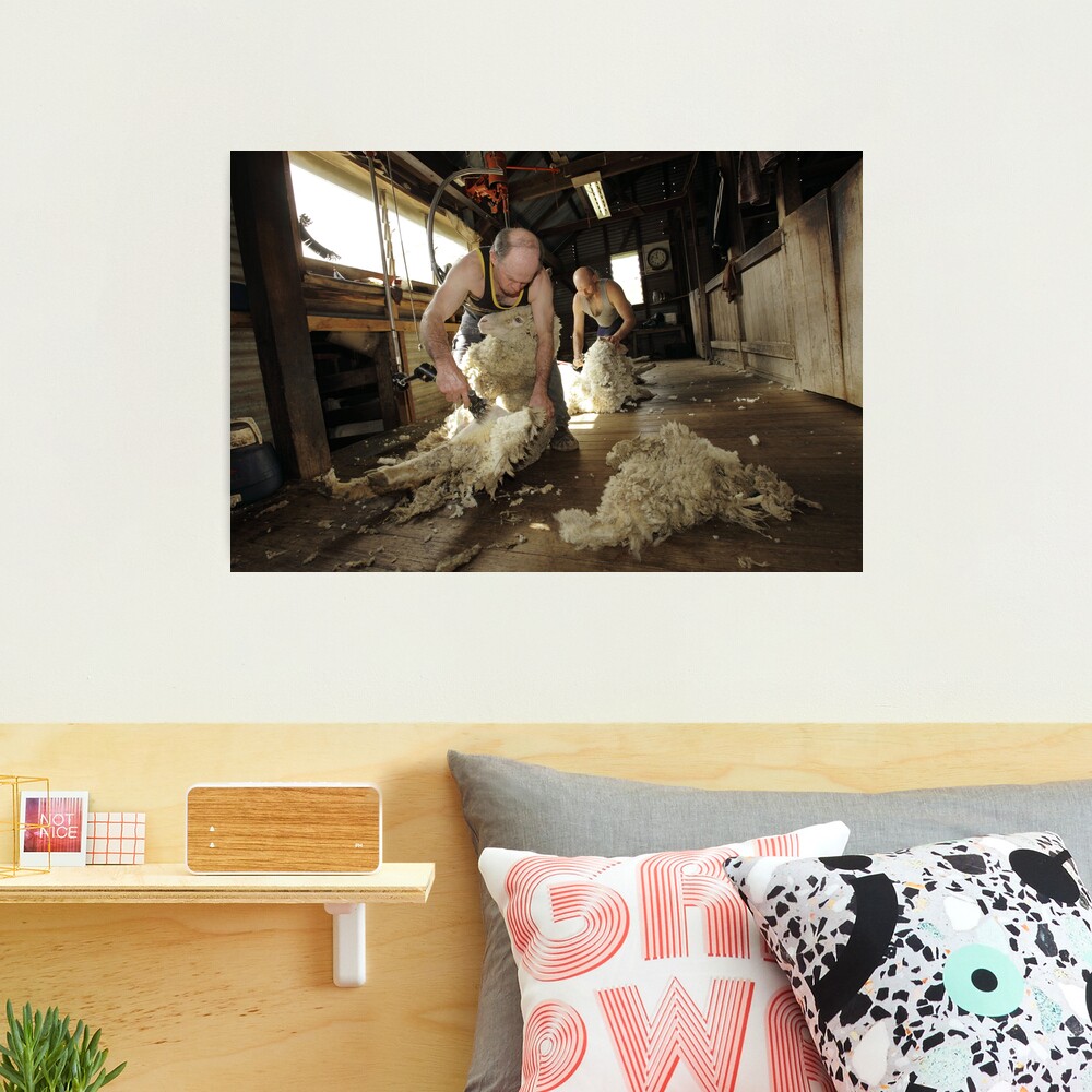 Shearing, Tooborac, Victoria, Australia Photographic Print