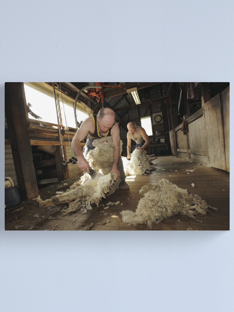 Alternate view of Shearing, Tooborac, Victoria, Australia Canvas Print