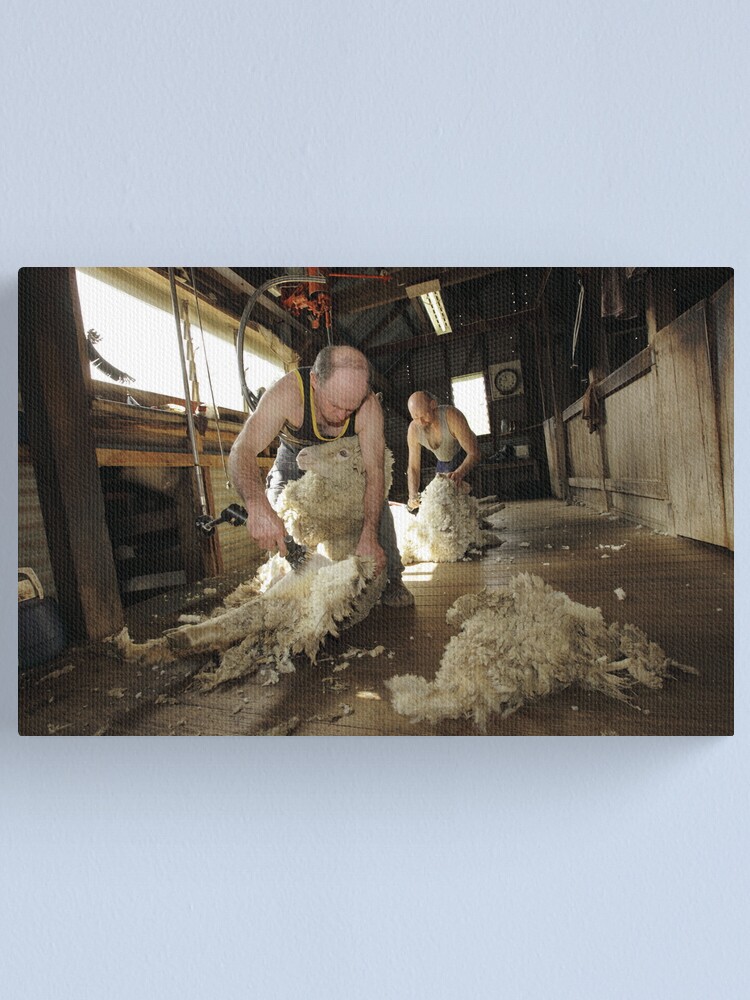 Alternate view of Shearing, Tooborac, Victoria, Australia Canvas Print
