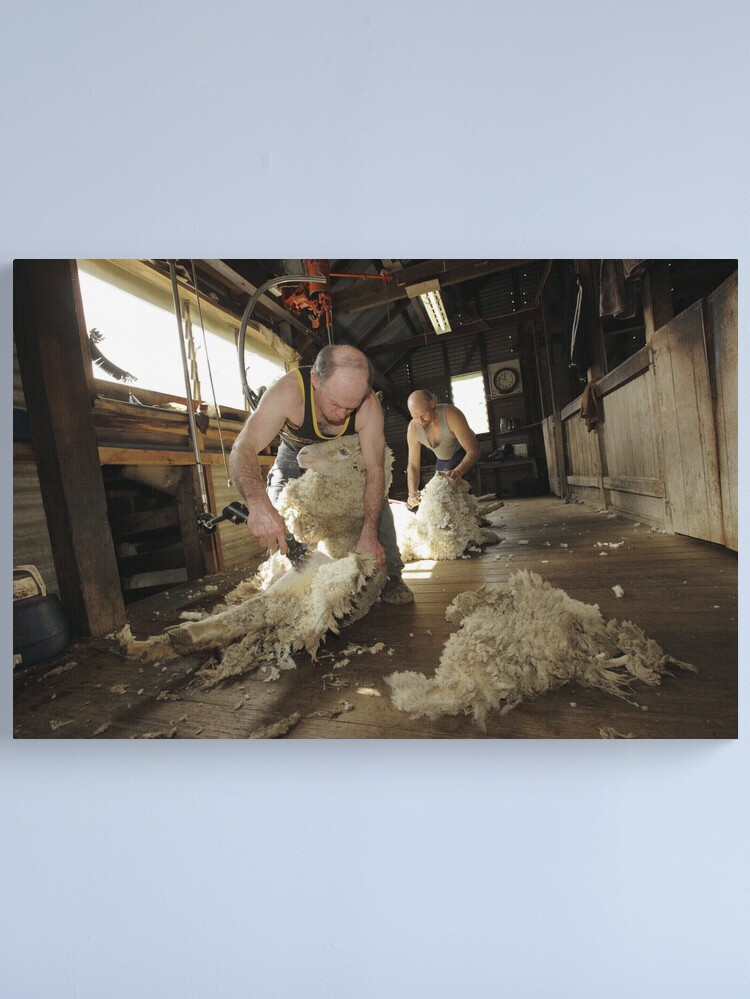 Alternate view of Shearing, Tooborac, Victoria, Australia Canvas Print