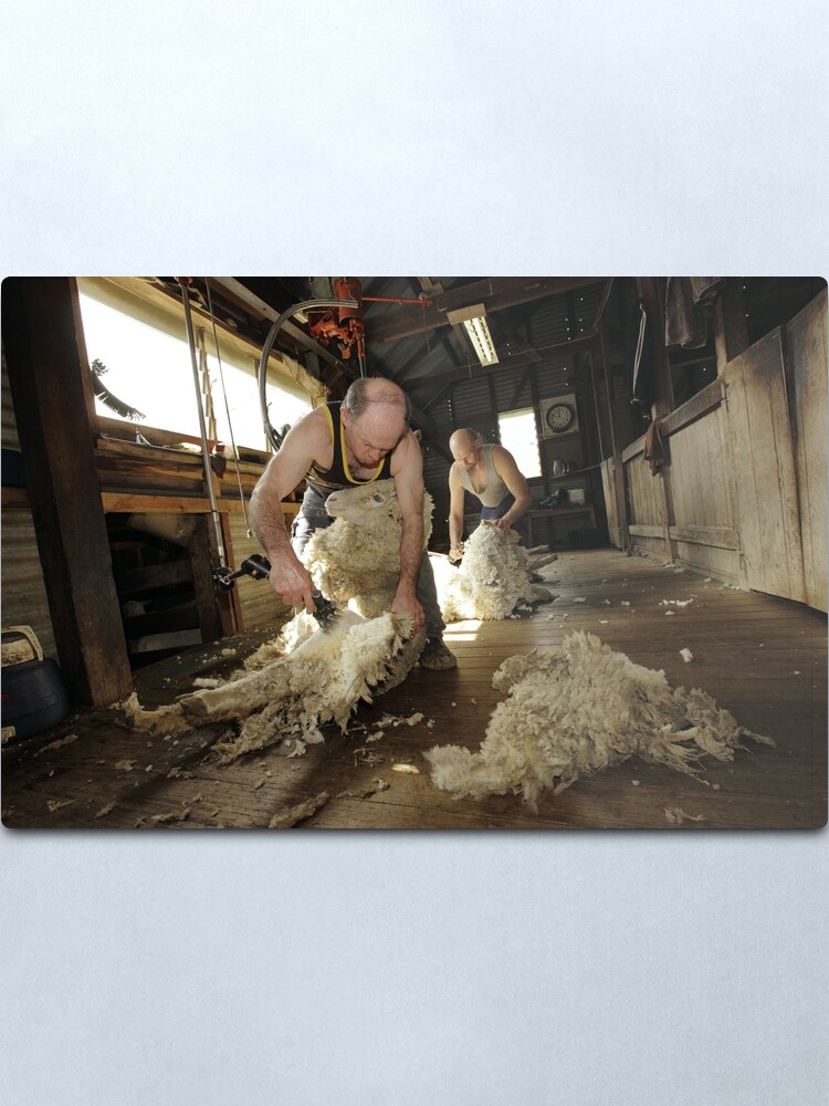 Alternate view of Shearing, Tooborac, Victoria, Australia Metal Print