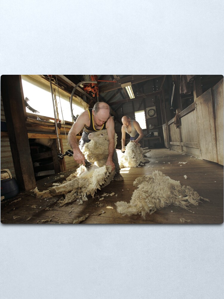 Alternate view of Shearing, Tooborac, Victoria, Australia Metal Print