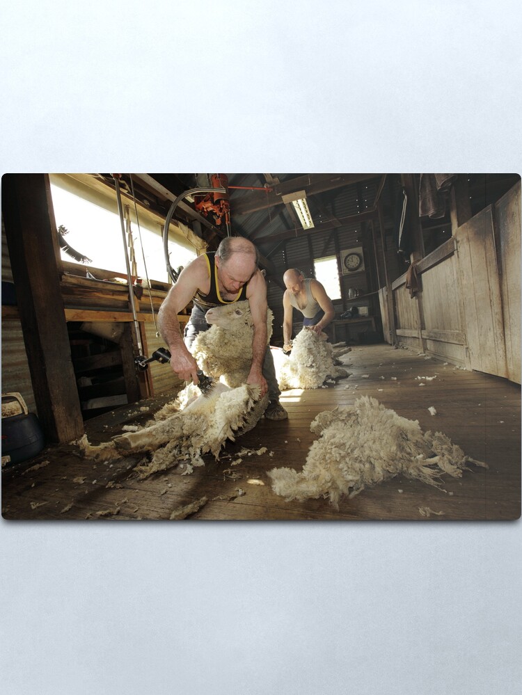 Alternate view of Shearing, Tooborac, Victoria, Australia Metal Print