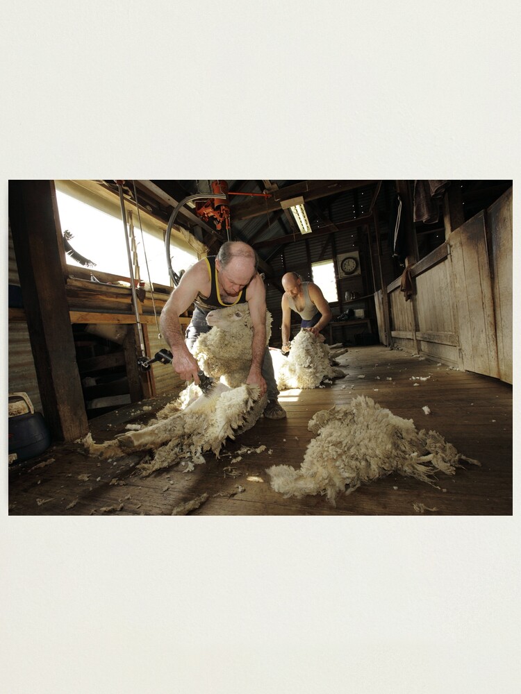 Alternate view of Shearing, Tooborac, Victoria, Australia Photographic Print