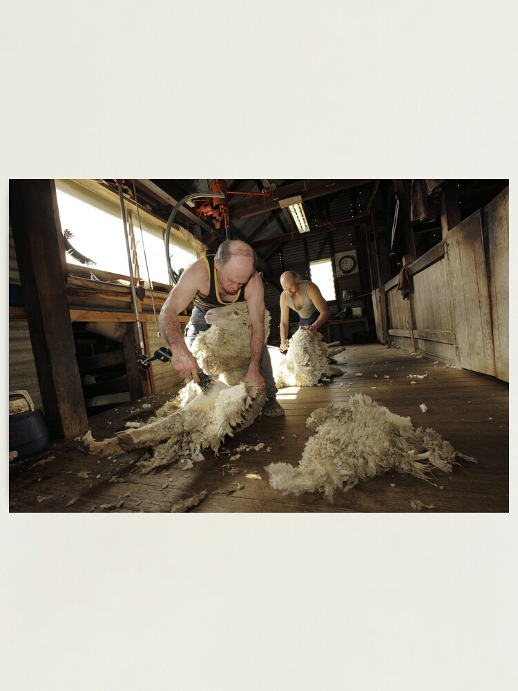 Alternate view of Shearing, Tooborac, Victoria, Australia Photographic Print