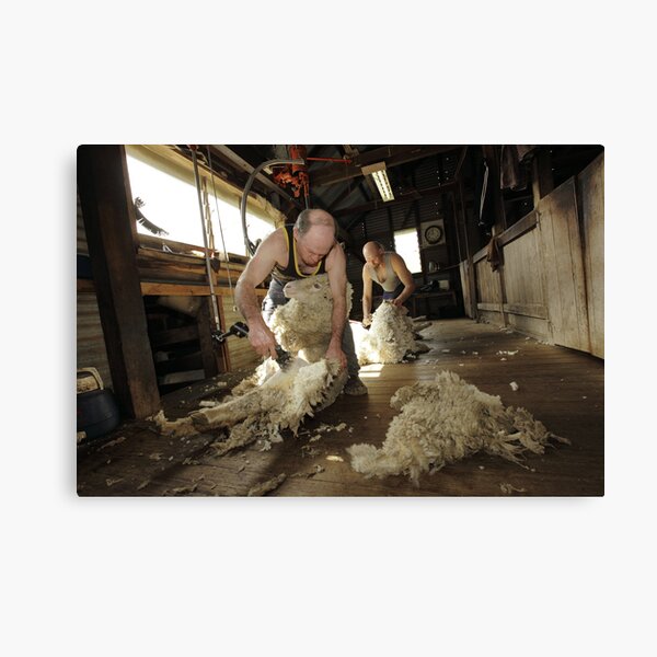Shearing, Tooborac, Victoria, Australia Canvas Print