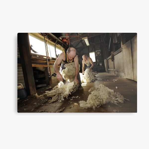Shearing, Tooborac, Victoria, Australia Metal Print