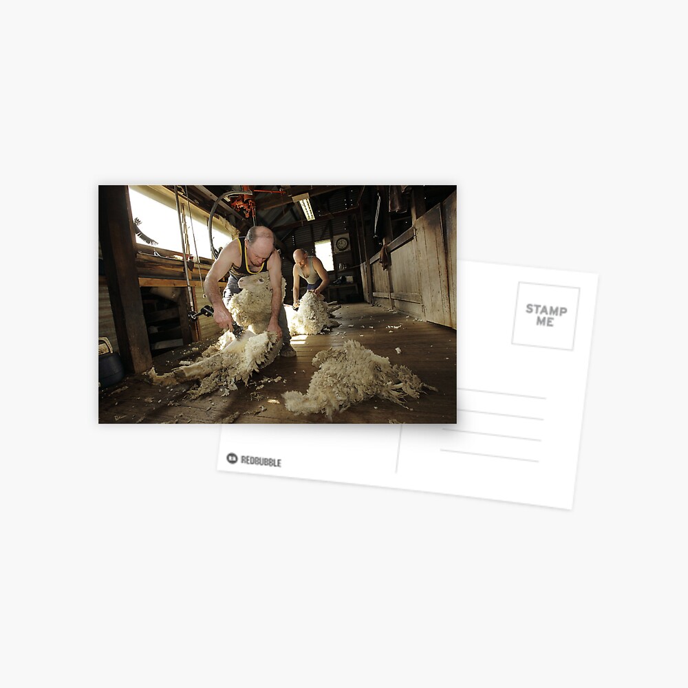 Shearing, Tooborac, Victoria, Australia Postcard