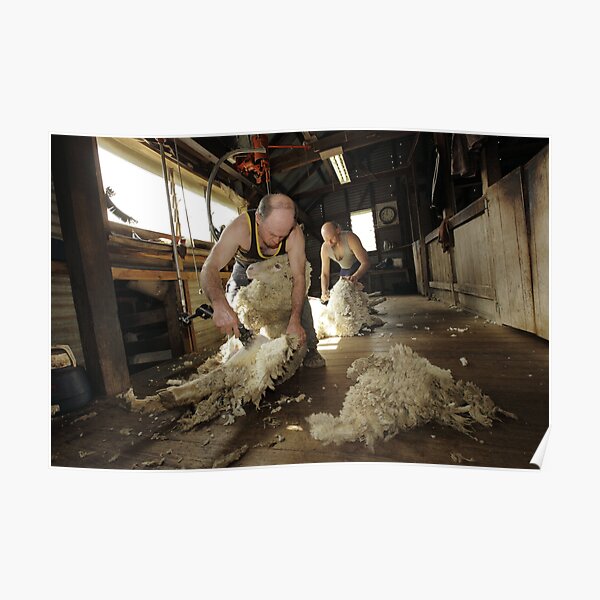 Shearing, Tooborac, Victoria, Australia Poster