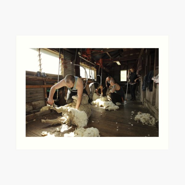 Shearing, Tooborac, Victoria, Australia Art Print
