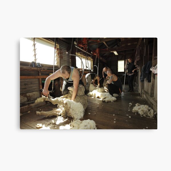 Item preview, Shearing, Tooborac, Victoria, Australia designed and sold by Michael Boniwell.