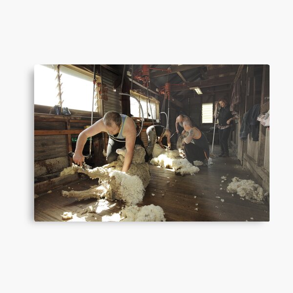 Shearing, Tooborac, Victoria, Australia Metal Print