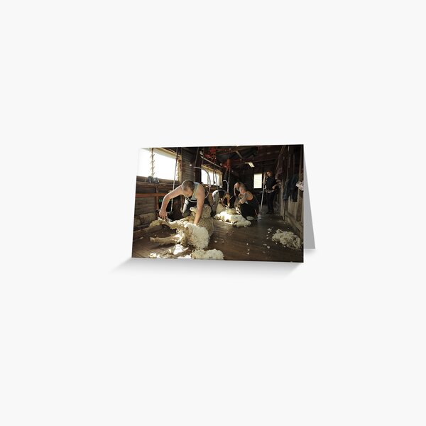 Shearing, Tooborac, Victoria, Australia Greeting Card