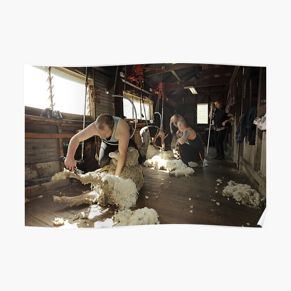 Shearing, Tooborac, Victoria, Australia Poster
