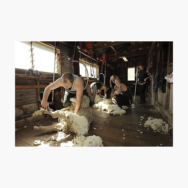 Shearing, Tooborac, Victoria, Australia Photographic Print