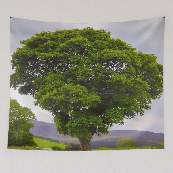Item preview, Yew Tree, Aberdeenshire, Scotland, UK designed and sold by Yannik Hay.