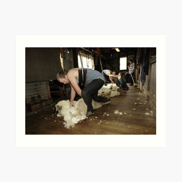 Shearing, Tooborac, Victoria, Australia Art Print