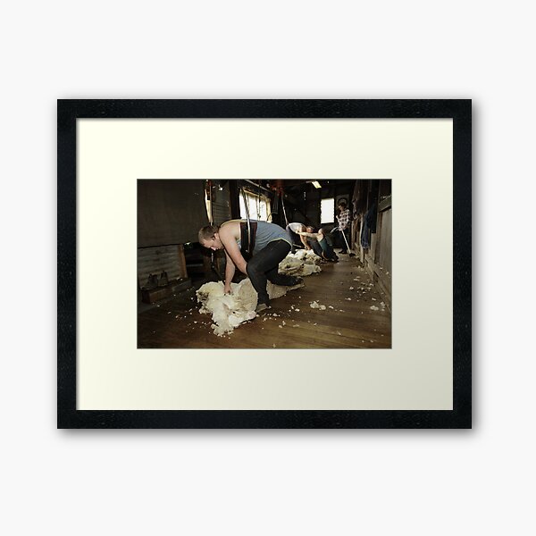 Shearing, Tooborac, Victoria, Australia Framed Art Print