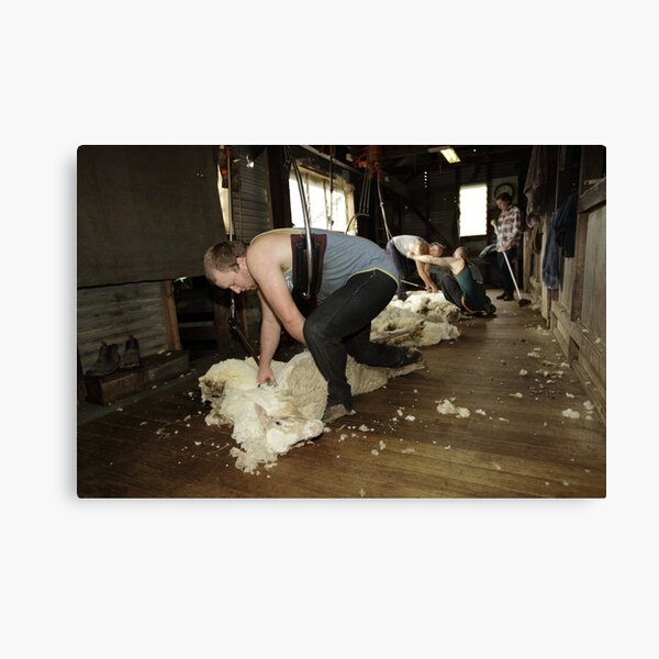 Shearing, Tooborac, Victoria, Australia Canvas Print