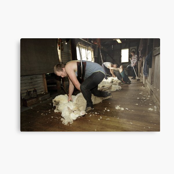 Shearing, Tooborac, Victoria, Australia Metal Print