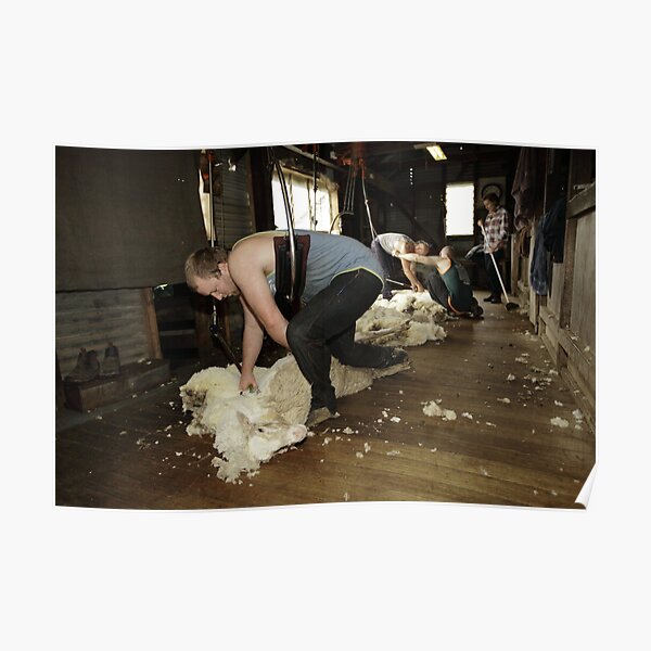 Shearing, Tooborac, Victoria, Australia Poster