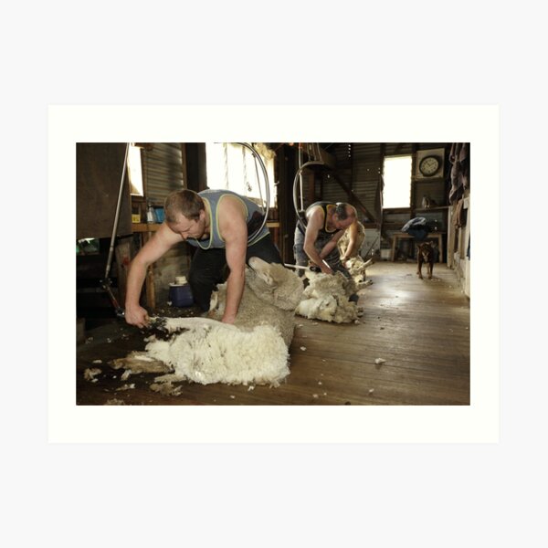 Shearing, Tooborac, Victoria, Australia Art Print