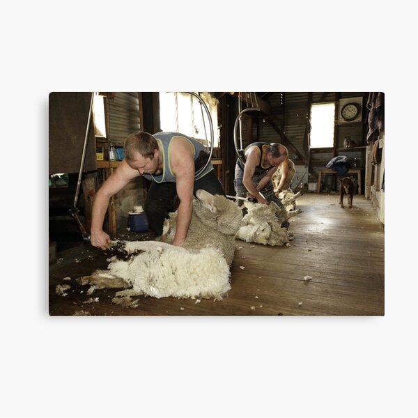 Shearing, Tooborac, Victoria, Australia Canvas Print