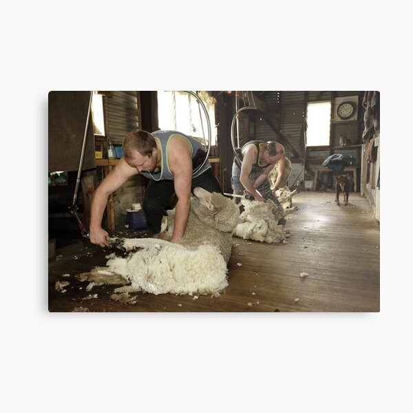 Shearing, Tooborac, Victoria, Australia Metal Print