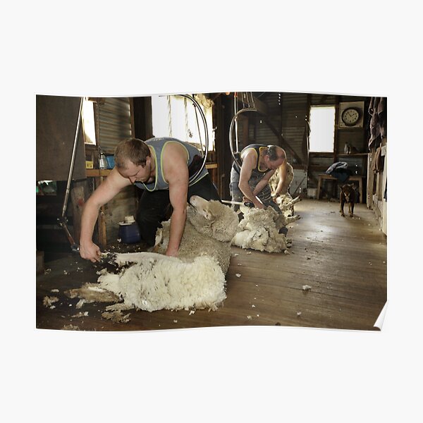 Shearing, Tooborac, Victoria, Australia Poster