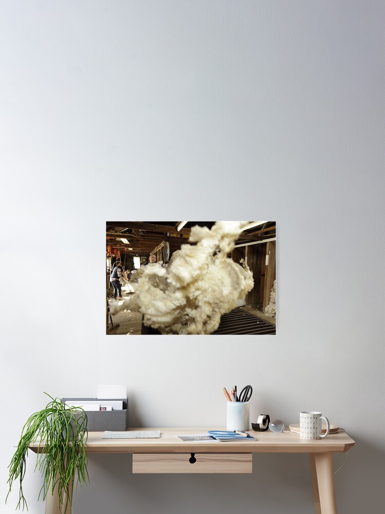 Alternate view of Roustabout at work, Tooborac, Victoria, Australia Poster