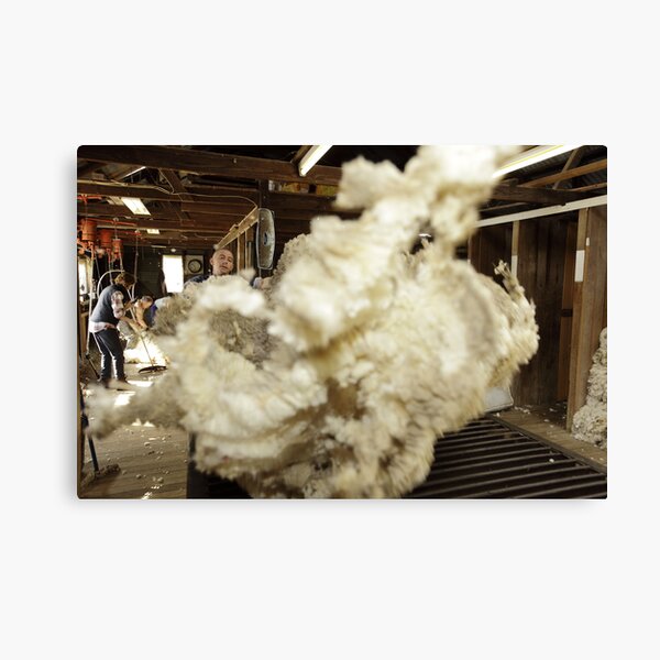 Roustabout at work, Tooborac, Victoria, Australia Canvas Print