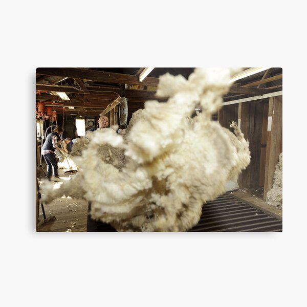 Roustabout at work, Tooborac, Victoria, Australia Metal Print