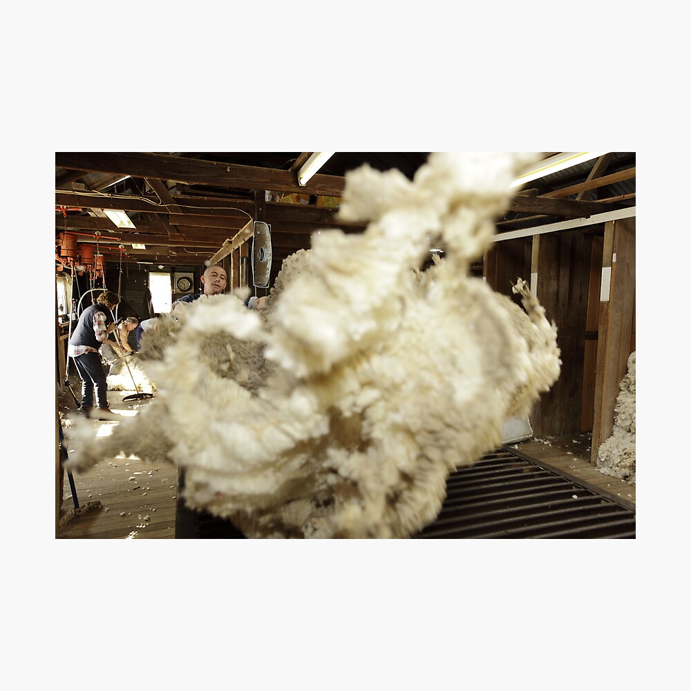 Roustabout at work, Tooborac, Victoria, Australia Photographic Print