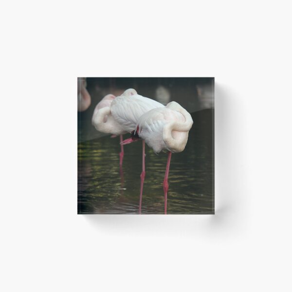 Item preview, flock of sleeping flamingos nature wildlife designed and sold by goceris.