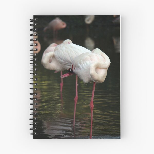 Item preview, flock of sleeping flamingos nature wildlife designed and sold by goceris.