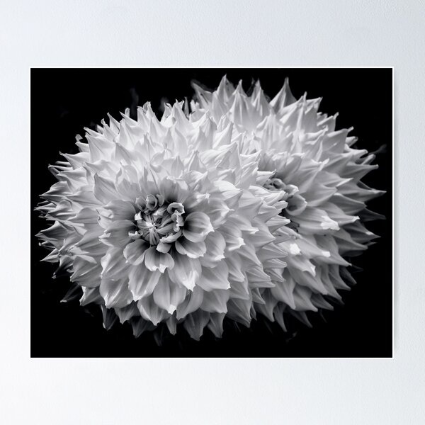 Item preview, Dahlia In B&W designed and sold by JoeGeraci.