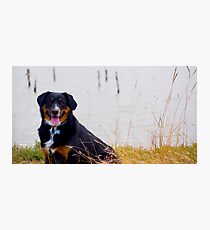 Perro Photographic Print
