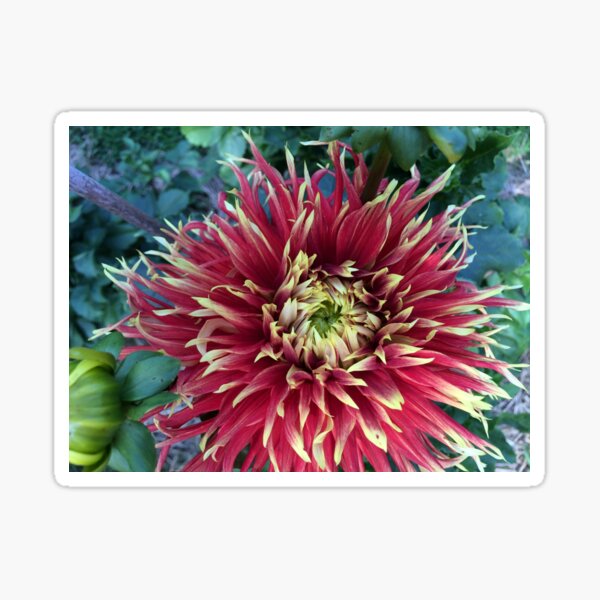 Item preview, Dinner plate red dahlia flower designed and sold by Lisa Mauro.