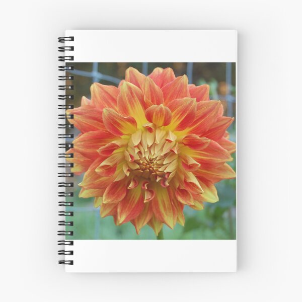 Artikelvorschau, Orange Dahlienblume entworfen und verkauft von Lisa Mauro.