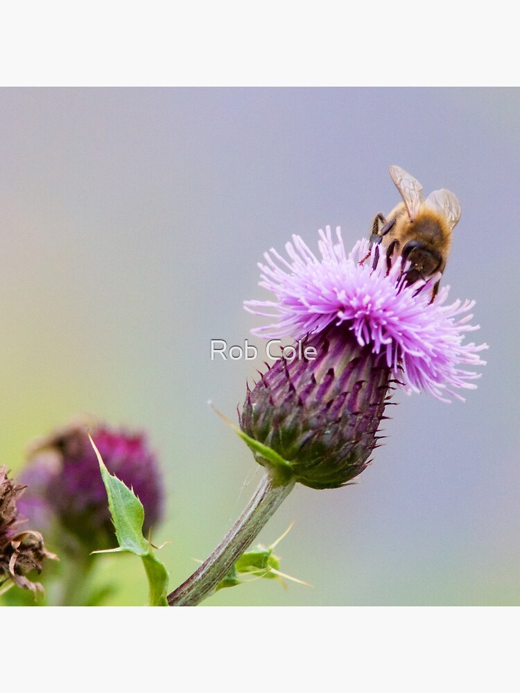 Honey Bee (Apis Mellifera) on a Purple Thistle by robcole