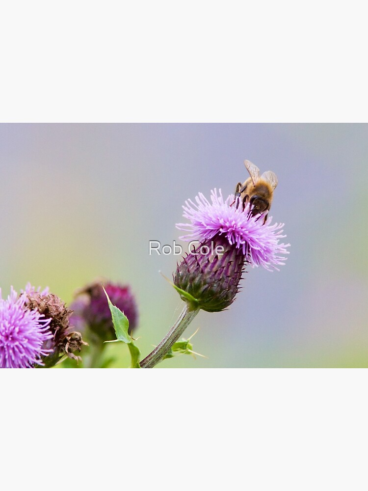 Honey Bee (Apis Mellifera) on a Purple Thistle by robcole