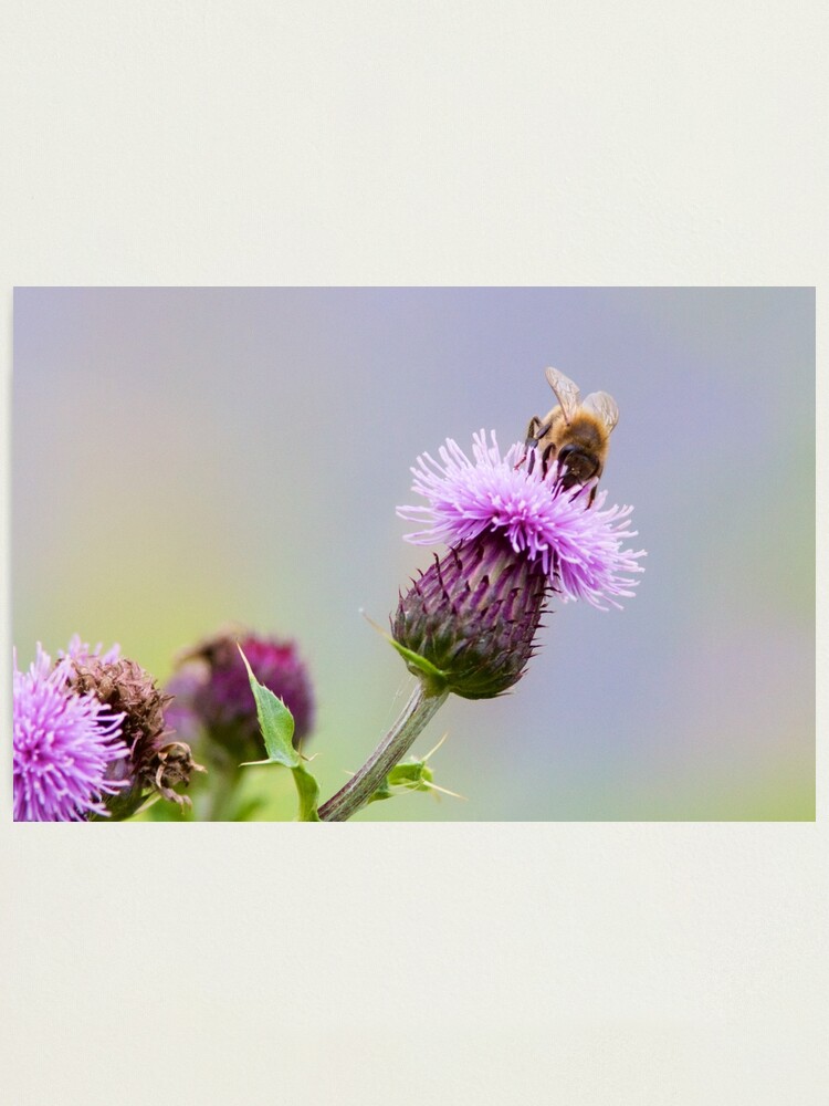 Alternate view of Honey Bee (Apis Mellifera) on a Purple Thistle Photographic Print
