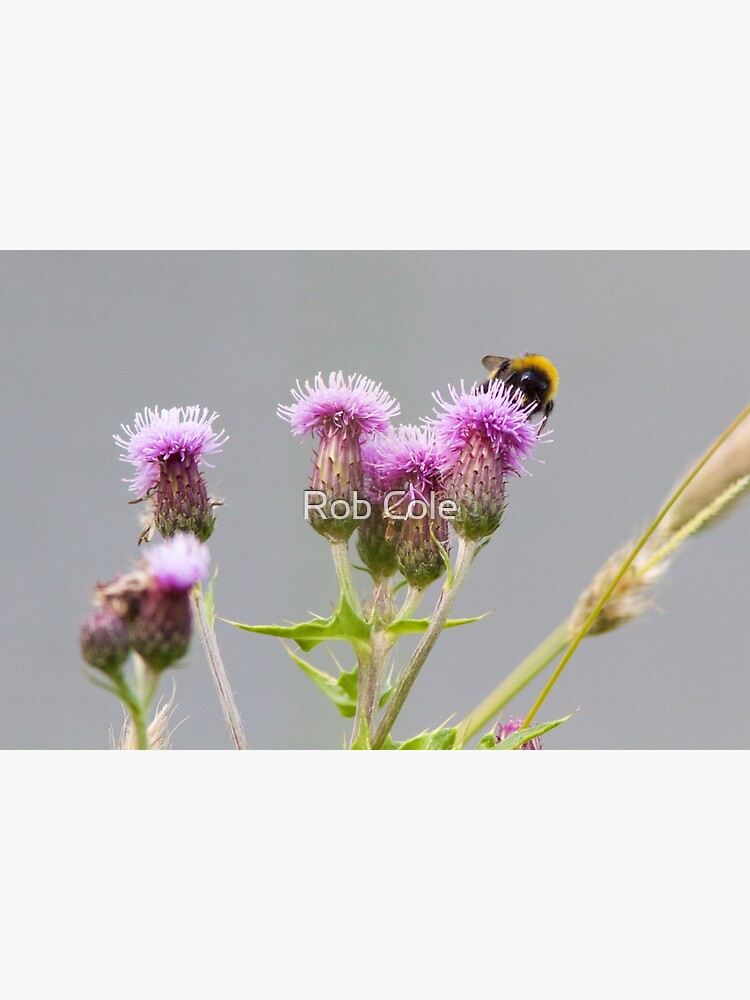 Bumble Bee Collecting Nectar from a Thistle by robcole