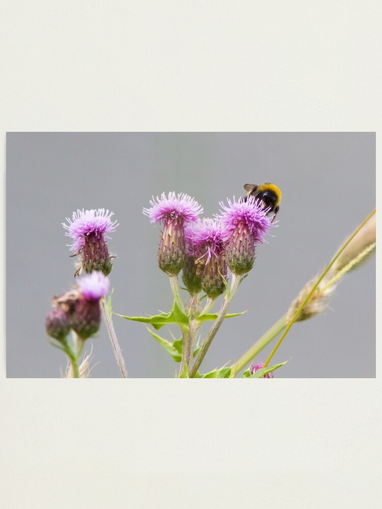 Alternate view of Bumble Bee Collecting Nectar from a Thistle Photographic Print