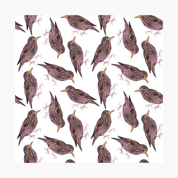 Item preview, Common starling or European starling or Sturnus vulgaris bird seamless watercolor birds painting  designed and sold by Shawlin Islam.
